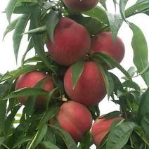 金秋红蜜桃树苗提供种植技术，全国包品种保证纯度