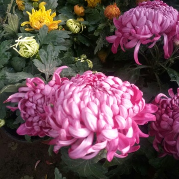 菊花苗盆栽菊花大花基地直发苗圃货源充足可视频看货保质保量