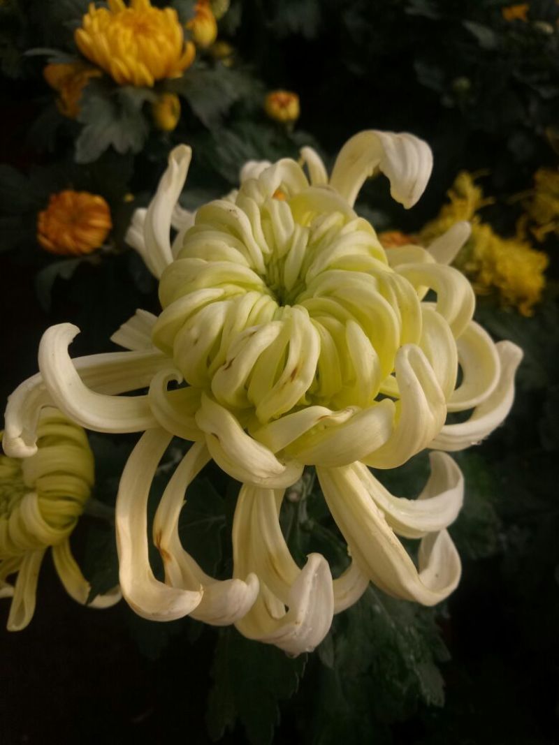 菊花苗盆栽菊花大花基地直发苗圃货源充足可视频看货保质保量