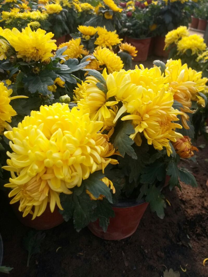 菊花苗盆栽菊花大花基地直发苗圃货源充足可视频看货保质保量