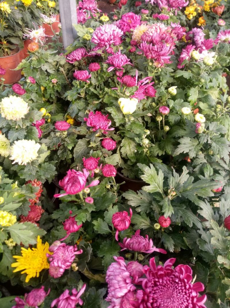 菊花苗盆栽菊花大花基地直发苗圃货源充足可视频看货保质保量
