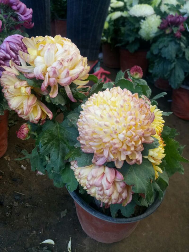 菊花苗盆栽菊花大花基地直发苗圃货源充足可视频看货保质保量