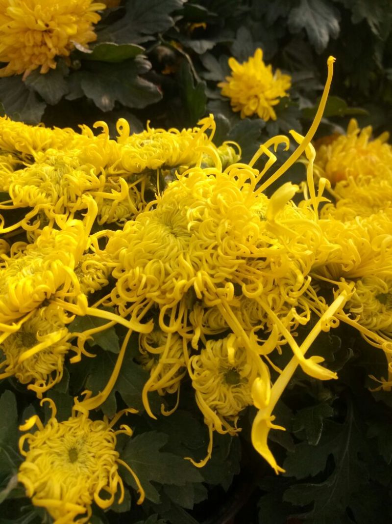 菊花苗盆栽菊花大花基地直发苗圃货源充足可视频看货保质保量