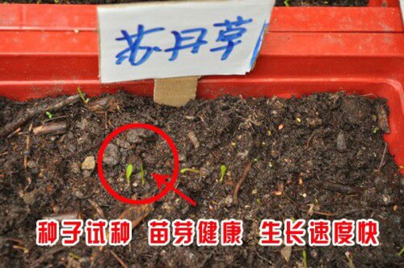 苏丹草种子产量高适应性广