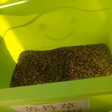 苏丹草种子产量高适应性广