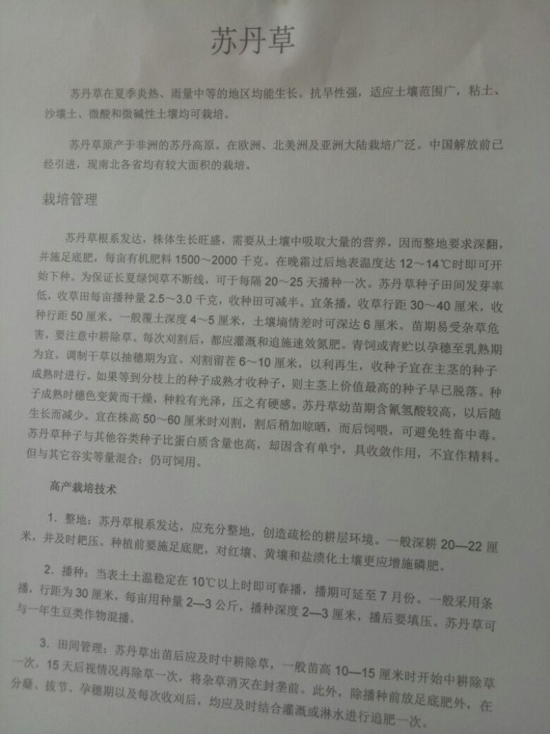 苏丹草种子产量高适应性广