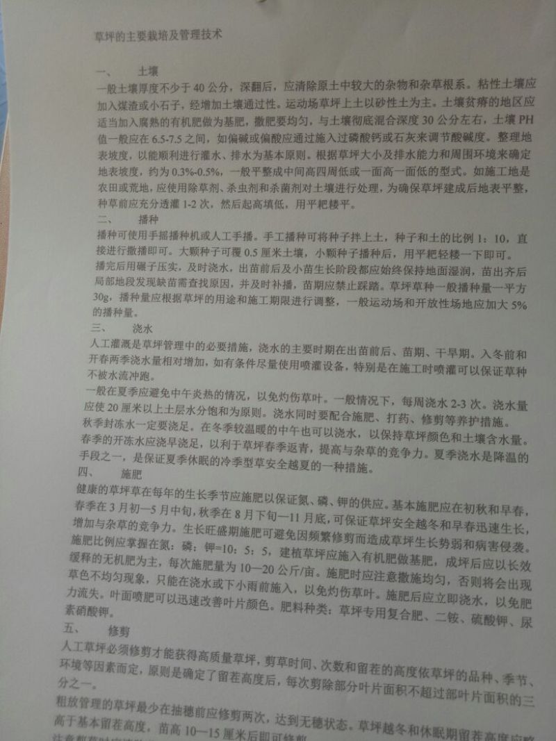 高羊茅草种98%以上