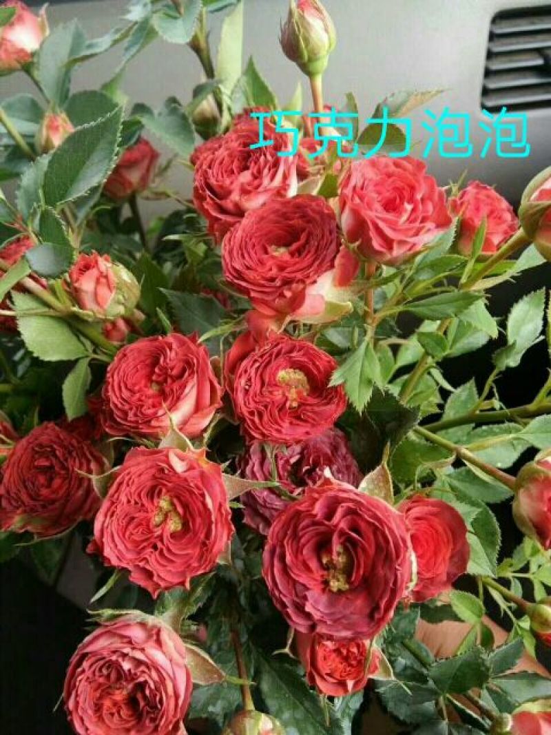 丰花月季苗10~20cm品种齐全颜色多样，质量如图