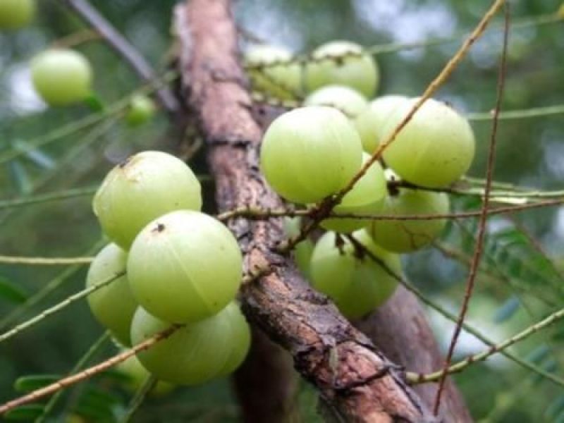 余甘子野生余甘子滇橄榄