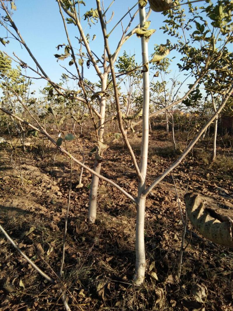 核桃树2~4cm4cm以下1.5~2米