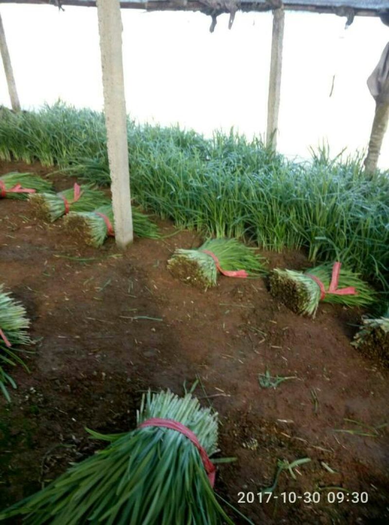科学技术管理，大棚无公害宽，窄叶，头茬二茬韭菜大量有货