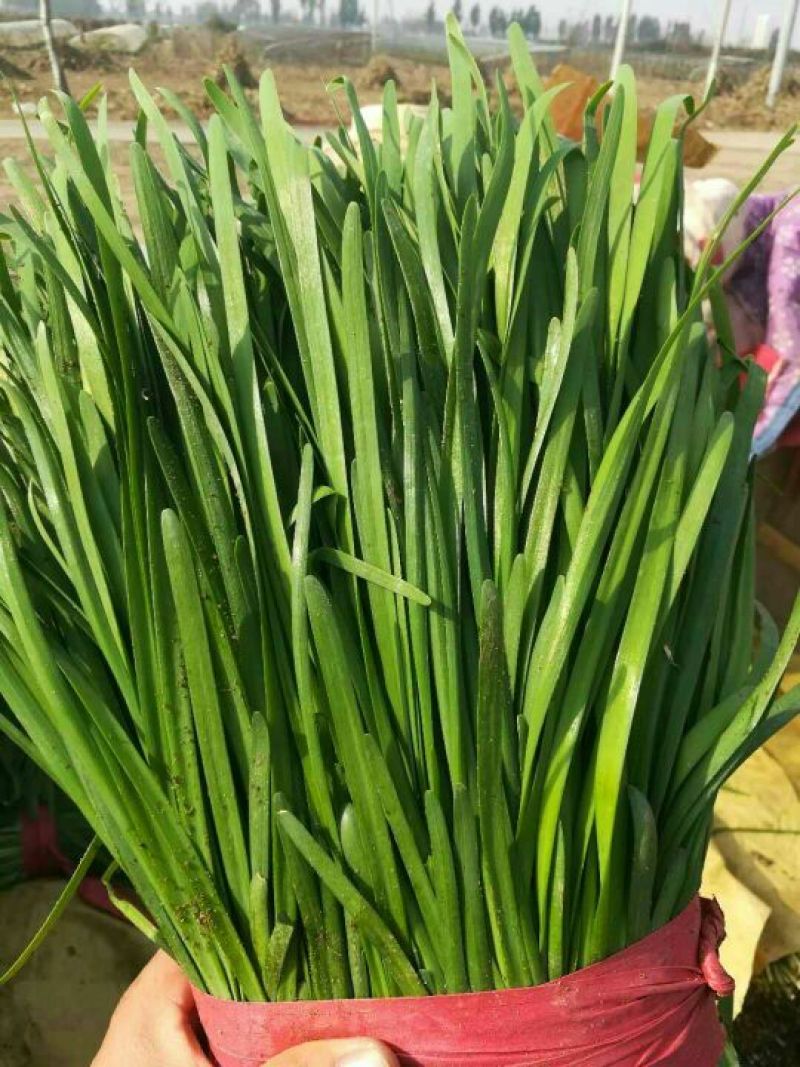 科学技术管理，大棚无公害宽，窄叶，头茬二茬韭菜大量有货