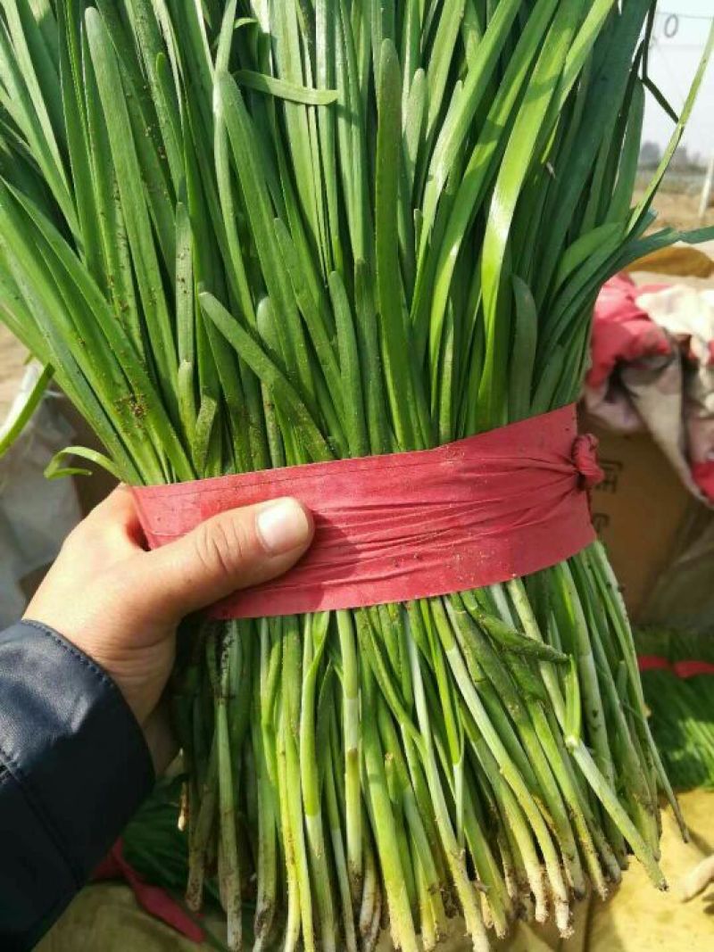 科学技术管理，大棚无公害宽，窄叶，头茬二茬韭菜大量有货