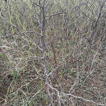 梨枣树苗80~110cm，冬枣树苗