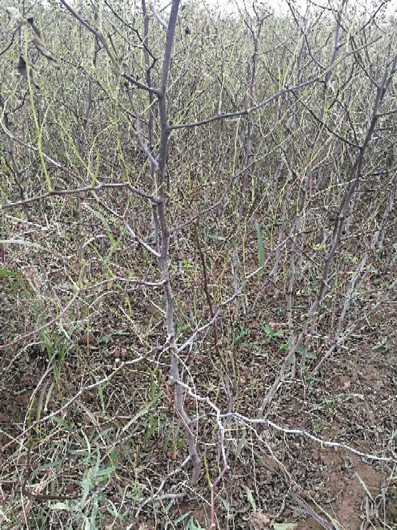 梨枣树苗80~110cm，冬枣树苗