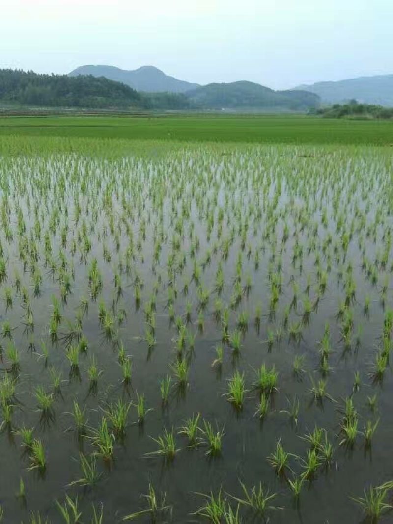 东北吉林大米秋田小町米（23年新米）东北色选大米