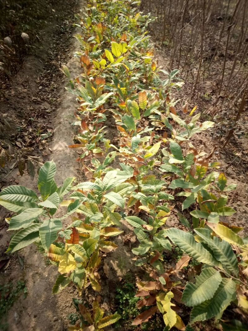板栗树苗板栗一年苗送生根粉