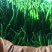 线椒﹥20厘米中辣青