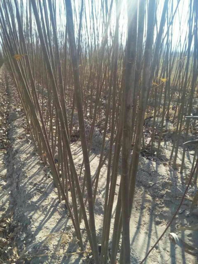 柳树苗高度在1.-2.4米基地直发对接各类客户
