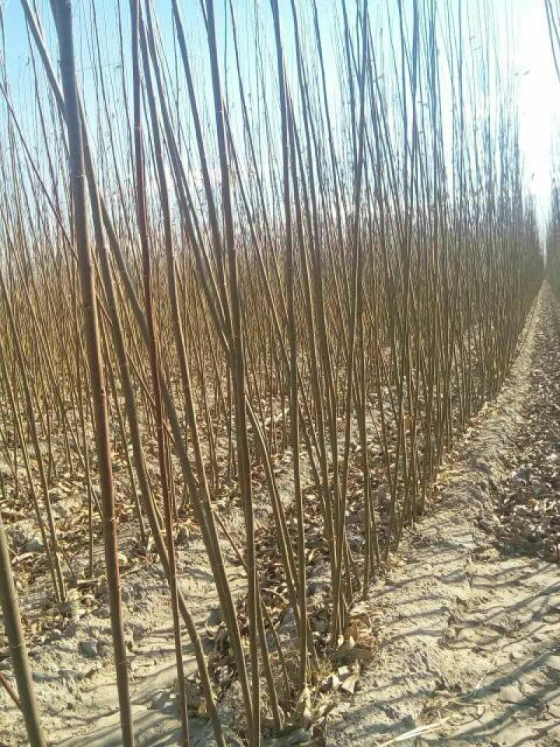 柳树苗高度在1.-2.4米基地直发对接各类客户