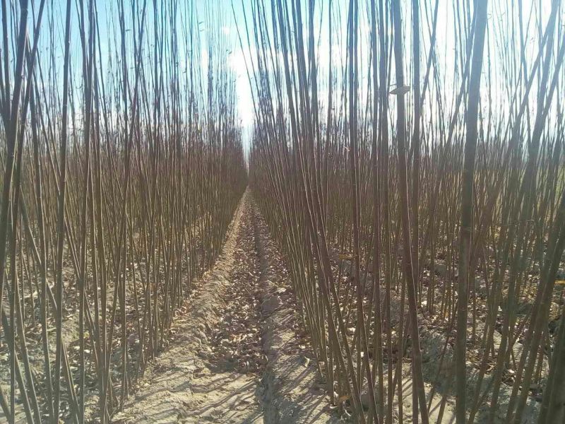 柳树苗高度在1.-2.4米基地直发对接各类客户