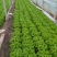 生菜王7两~1斤大量上市中