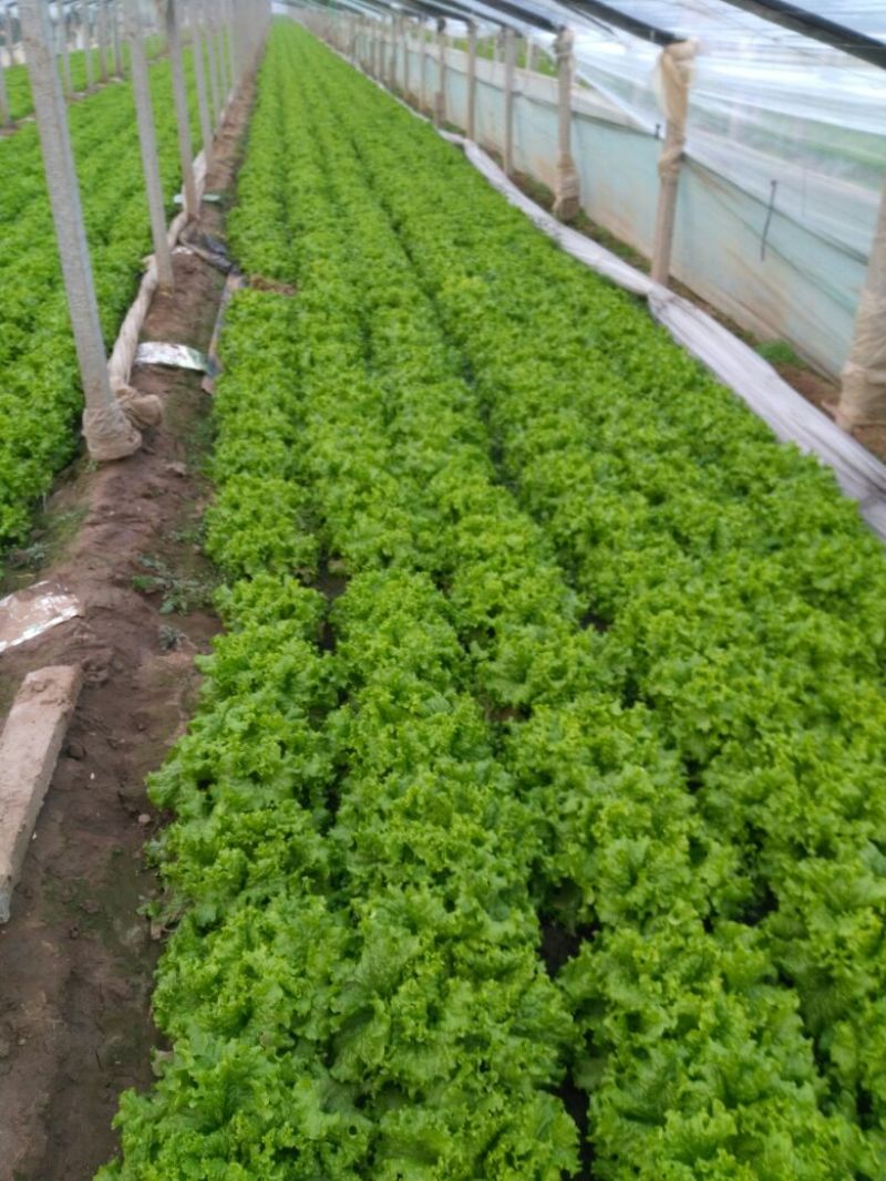 生菜王7两~1斤大量上市中