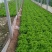 生菜王7两~1斤大量上市中