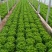 生菜王7两~1斤大量上市中