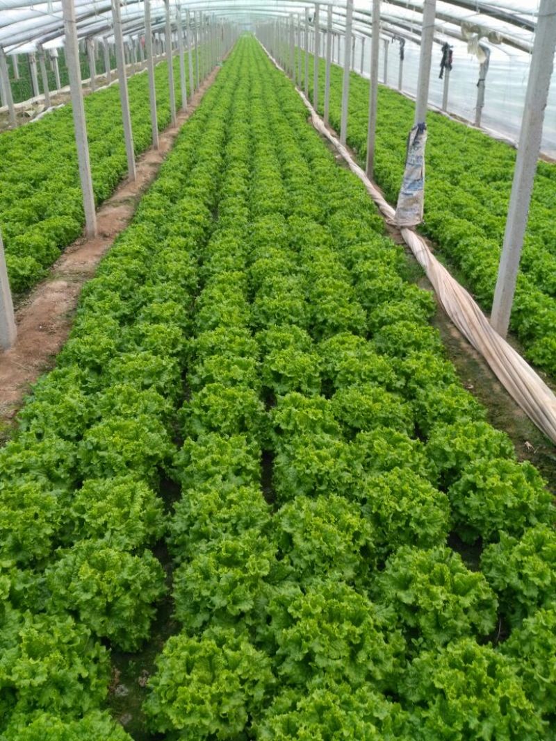 生菜王7两~1斤大量上市中