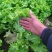生菜王7两~1斤大量上市中