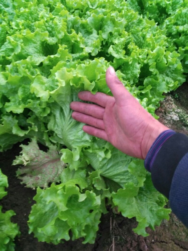 生菜王7两~1斤大量上市中