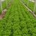 生菜王7两~1斤大量上市中