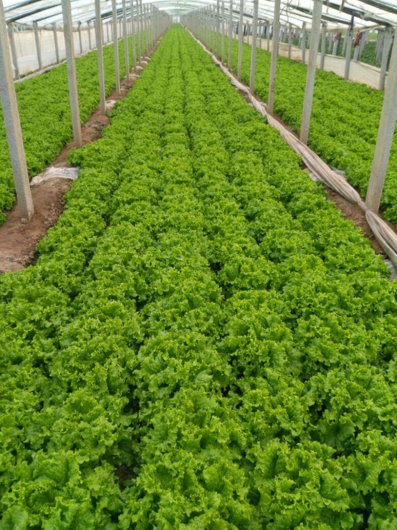 生菜王7两~1斤大量上市中