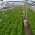 生菜王7两~1斤大量上市中