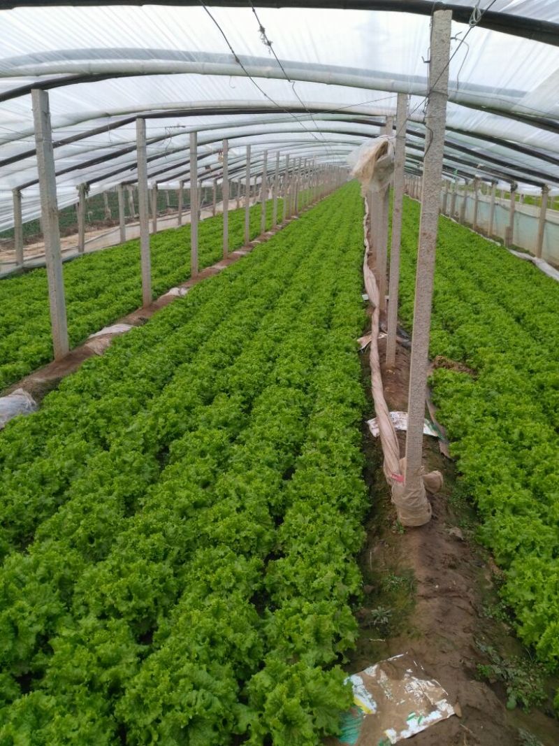 生菜王7两~1斤大量上市中