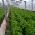生菜王7两~1斤大量上市中