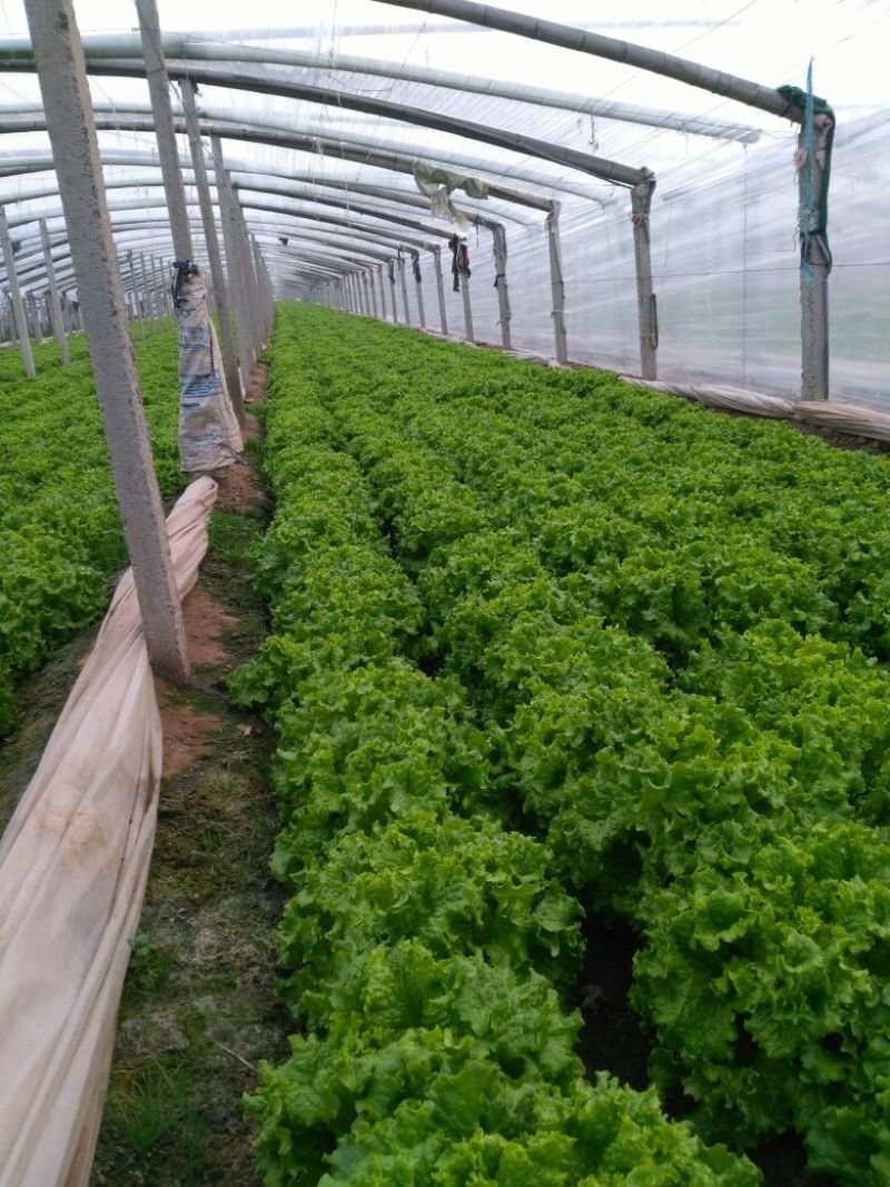 生菜王7两~1斤大量上市中