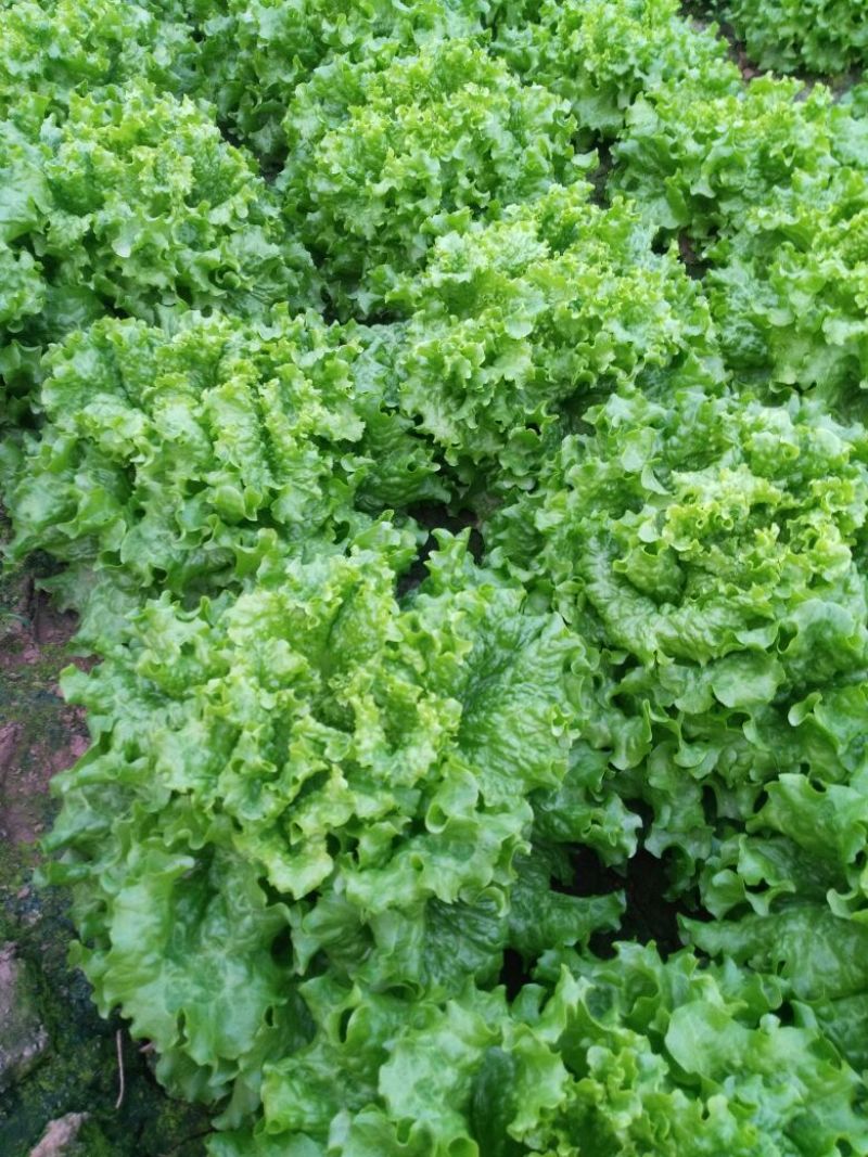 生菜王7两~1斤大量上市中