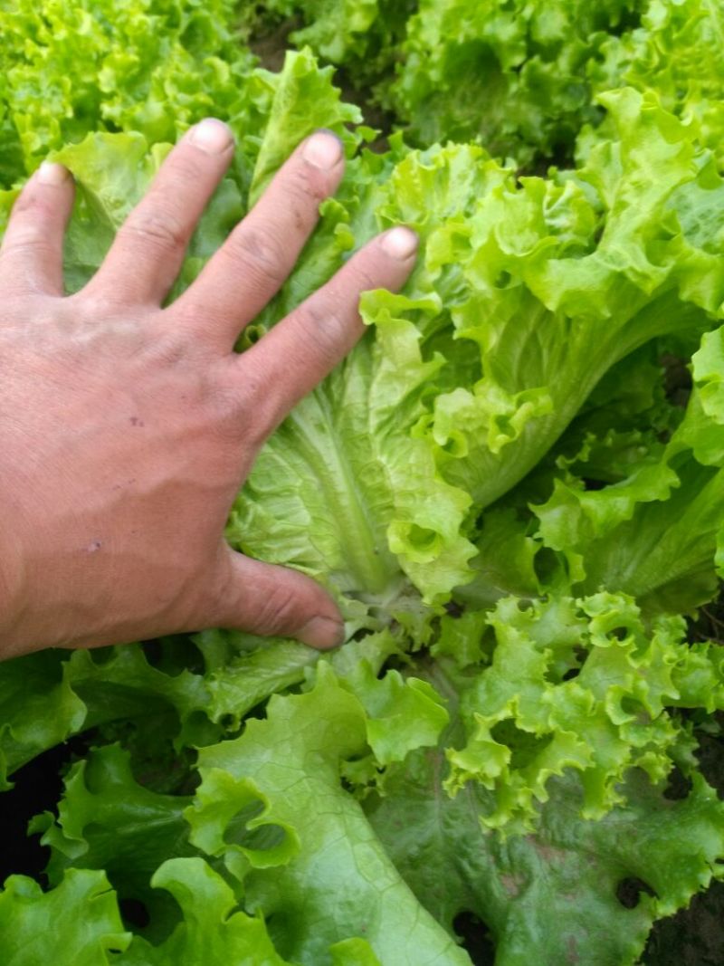 生菜王7两~1斤大量上市中