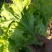 生菜王7两~1斤大量上市中