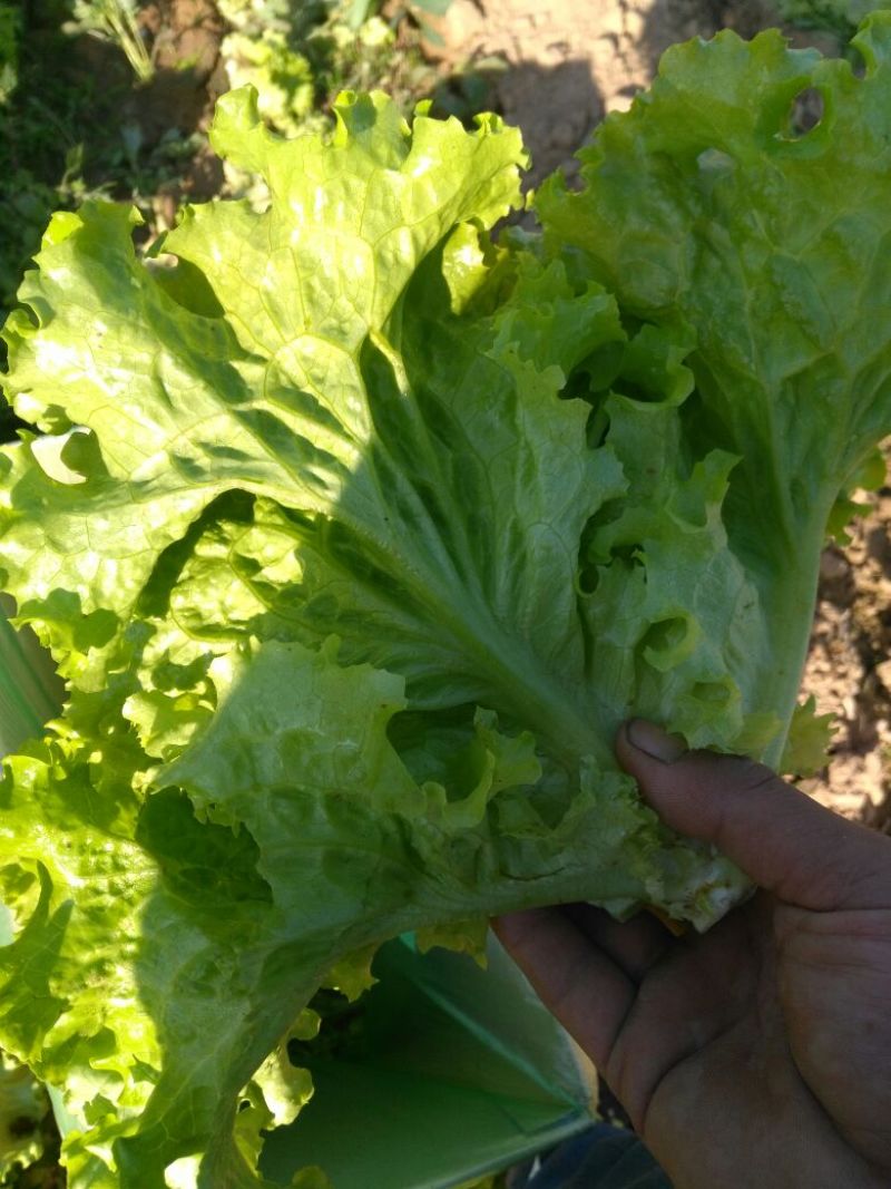 生菜王7两~1斤大量上市中