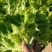生菜王7两~1斤大量上市中