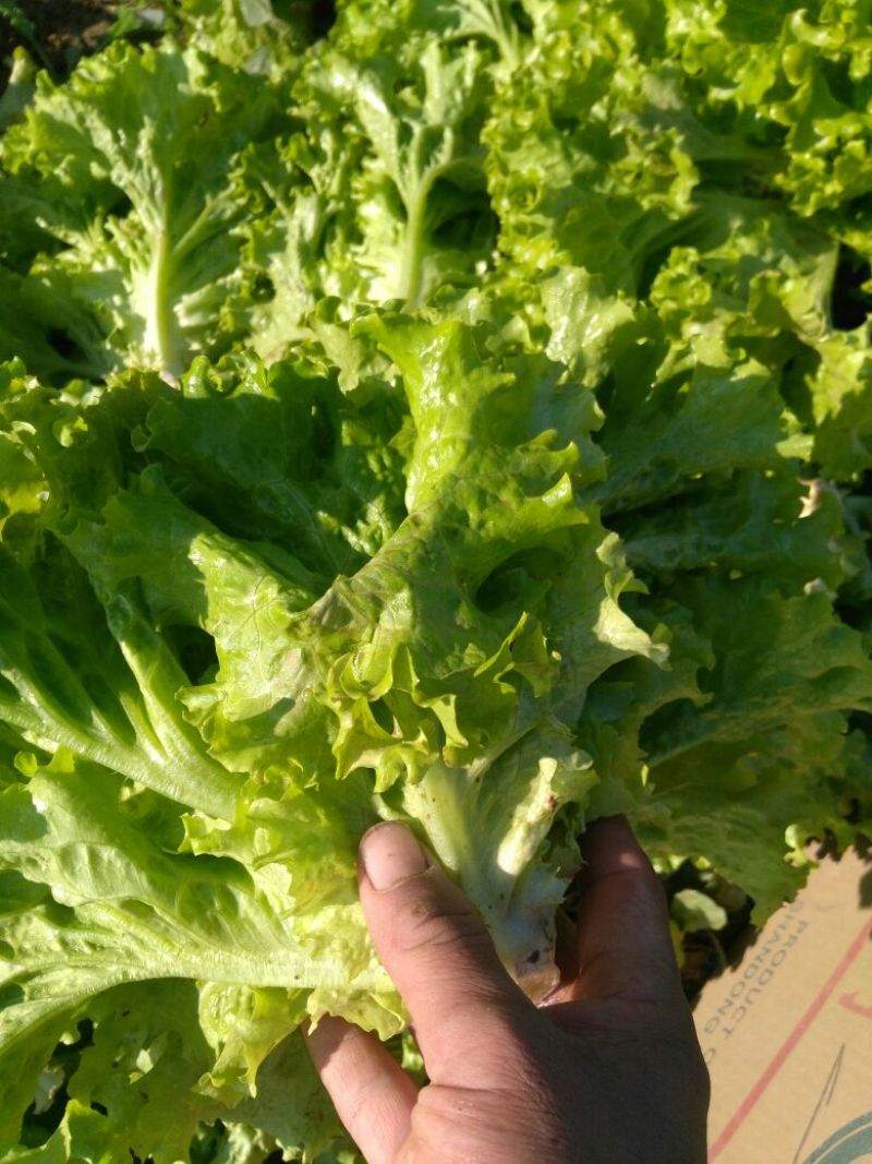 生菜王7两~1斤大量上市中
