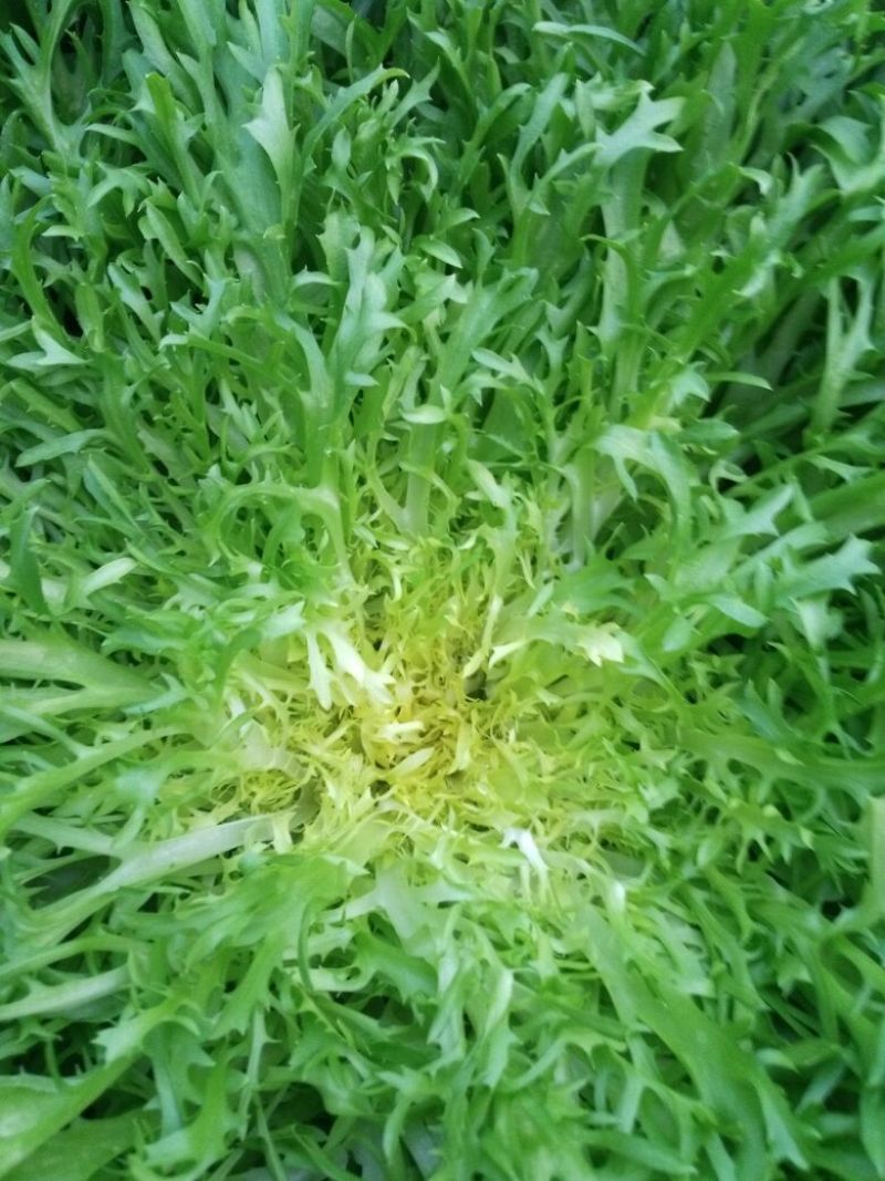 苦菊15~20cm