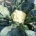 菜花2~3斤散花米黄花蕊