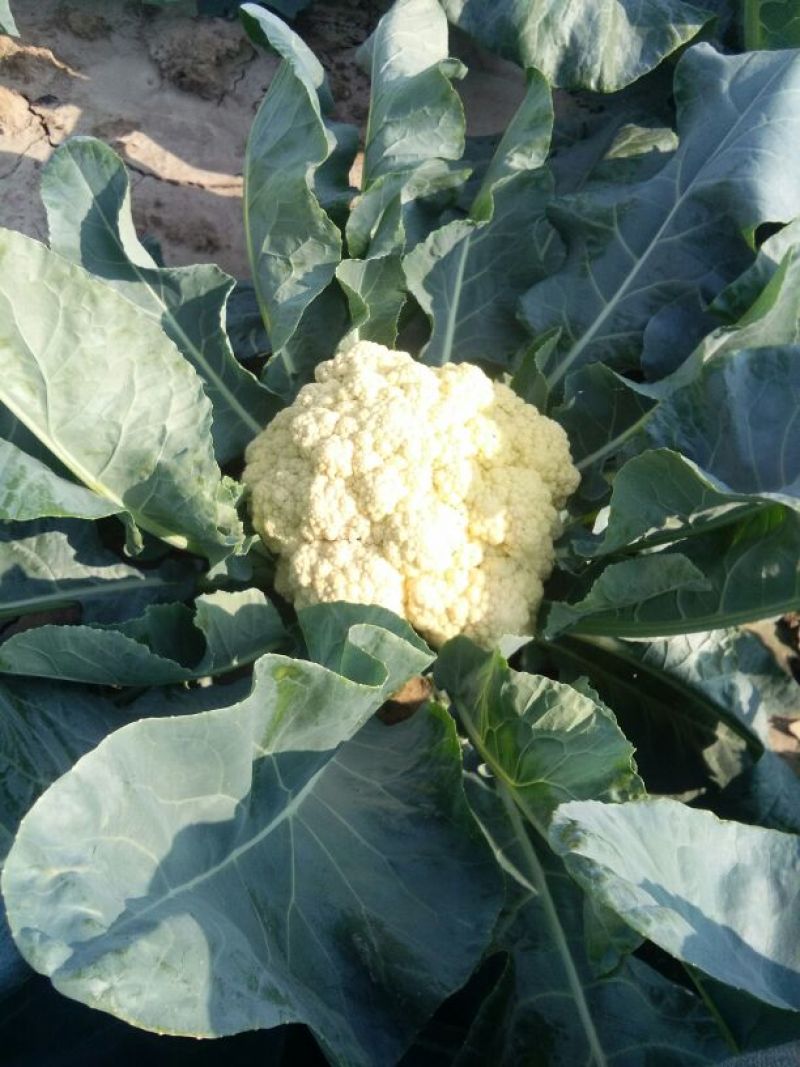 菜花2~3斤散花米黄花蕊