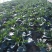 菜花2~3斤散花米黄花蕊