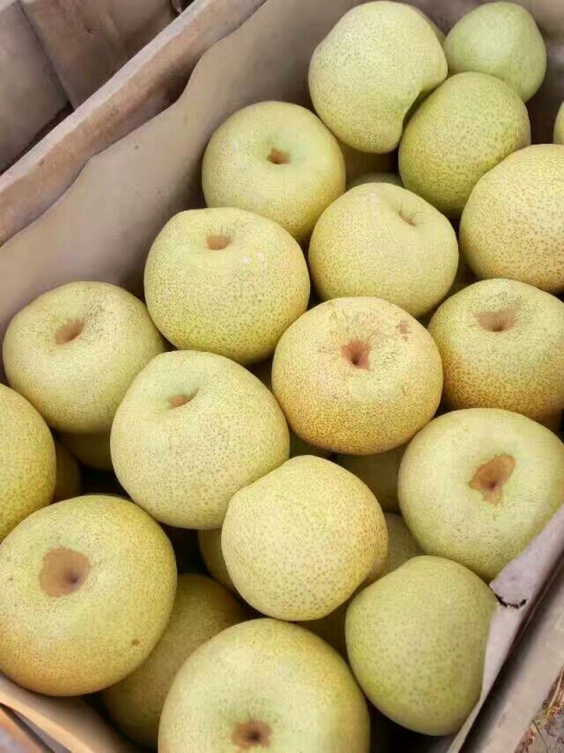 酥梨200~250g光果