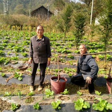 早熟6号白菜1~2斤毛菜